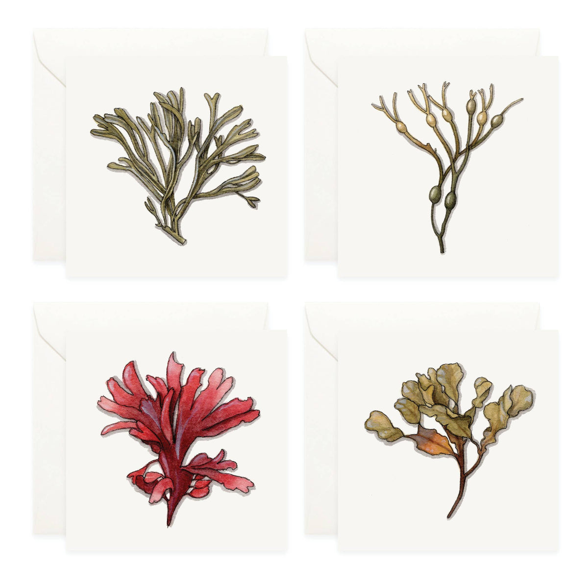 Mini Cards Set / Seaweed