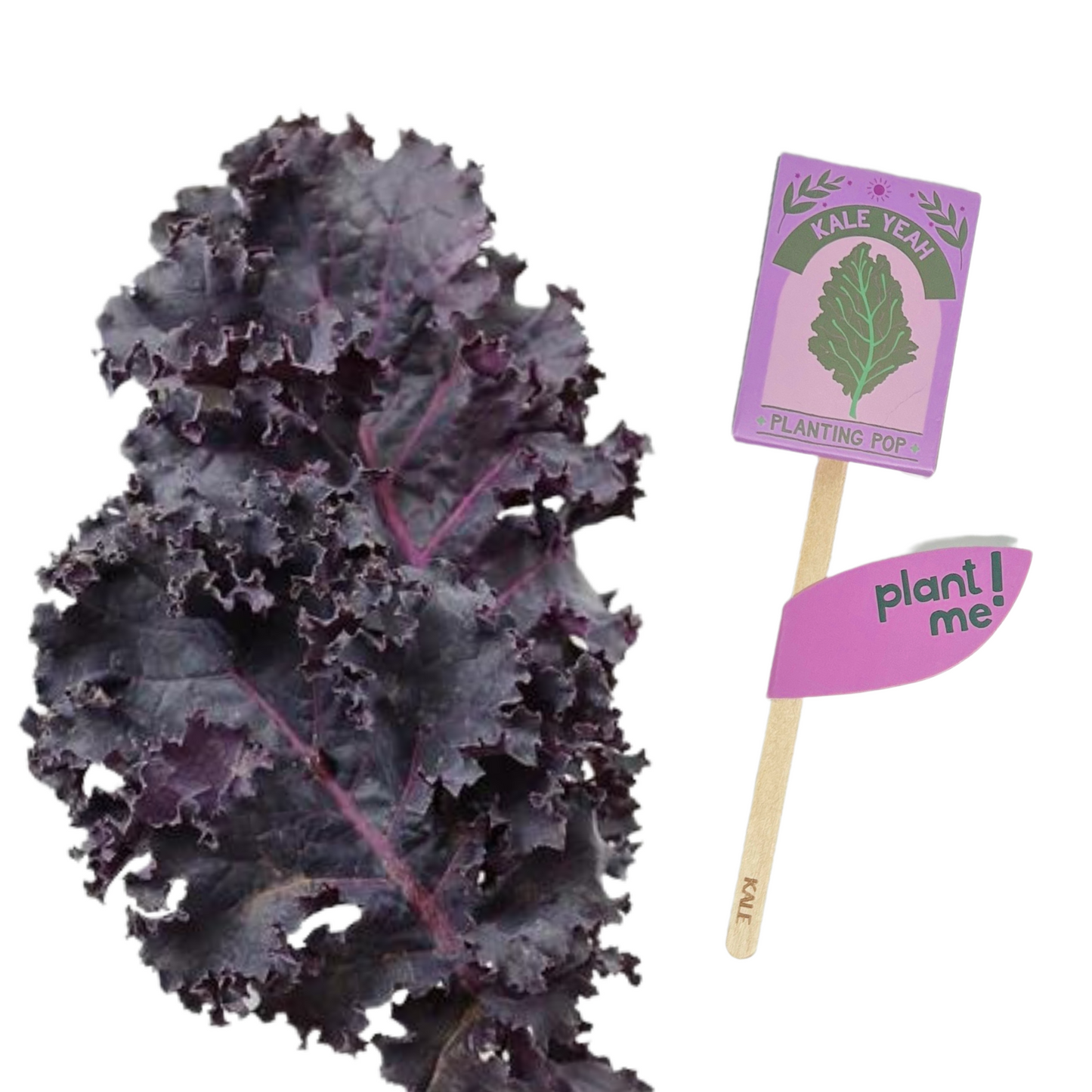 Kale Yeah! Garden + Gift Seed Planting Pop